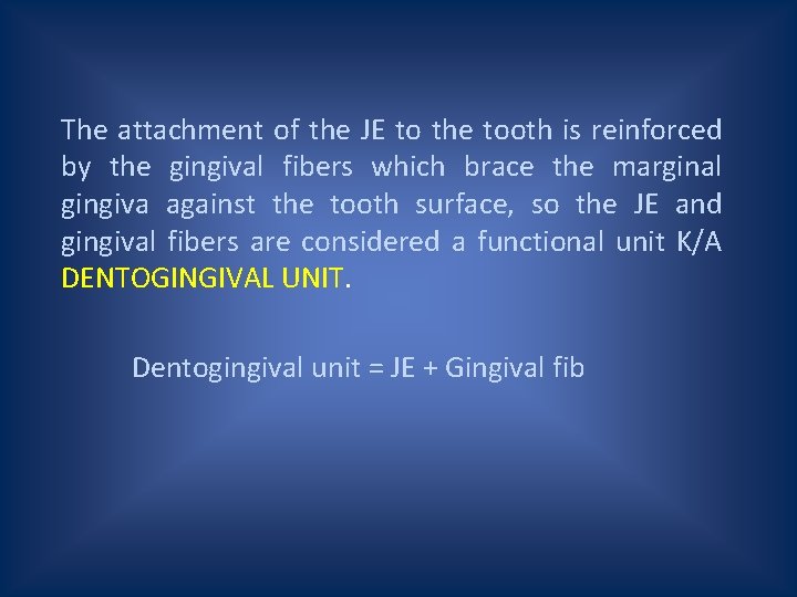 The attachment of the JE to the tooth is reinforced by the gingival fibers
