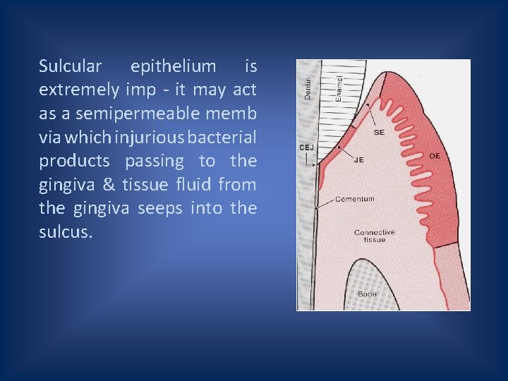 Sulcular epithelium is extremely imp - it may act as a semipermeable memb via