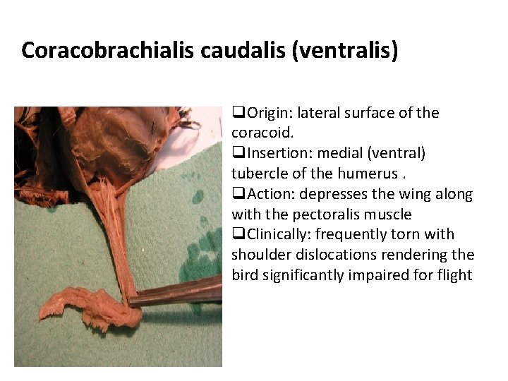 Coracobrachialis caudalis (ventralis) q. Origin: lateral surface of the coracoid. q. Insertion: medial (ventral)