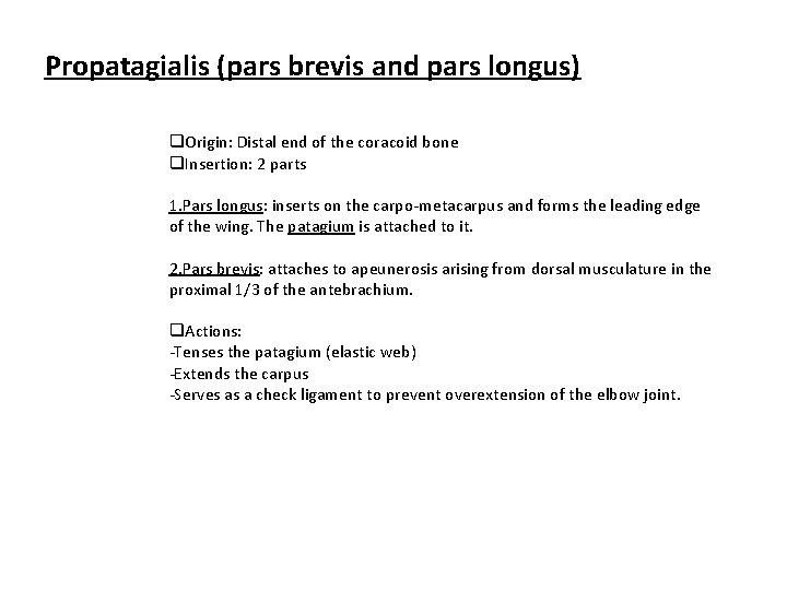 Propatagialis (pars brevis and pars longus) q. Origin: Distal end of the coracoid bone