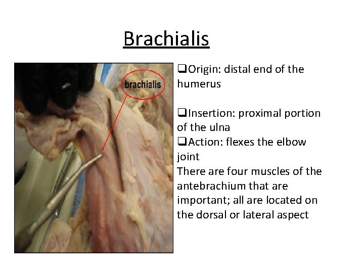 Brachialis q. Origin: distal end of the humerus q. Insertion: proximal portion of the