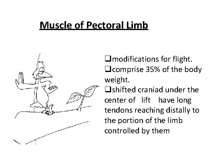 Muscle of Pectoral Limb qmodifications for flight. qcomprise 35% of the body weight. qshifted