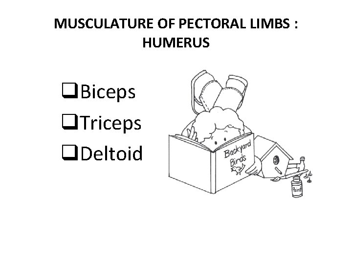 MUSCULATURE OF PECTORAL LIMBS : HUMERUS q. Biceps q. Triceps q. Deltoid 