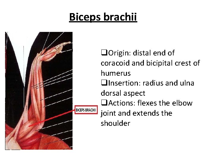 Biceps brachii q. Origin: distal end of coracoid and bicipital crest of humerus q.