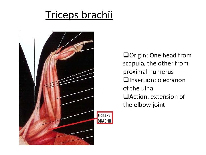 Triceps brachii q. Origin: One head from scapula, the other from proximal humerus q.