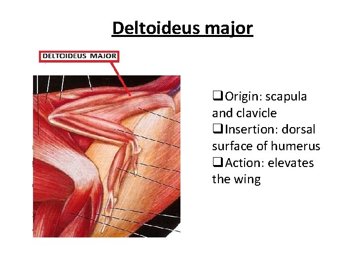 Deltoideus major q. Origin: scapula and clavicle q. Insertion: dorsal surface of humerus q.