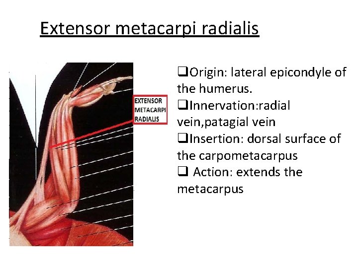 Extensor metacarpi radialis q. Origin: lateral epicondyle of the humerus. q. Innervation: radial vein,