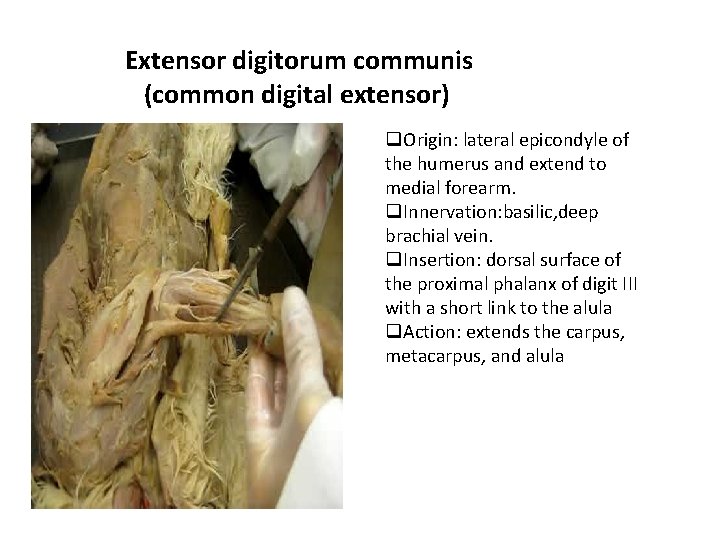 Extensor digitorum communis (common digital extensor) q. Origin: lateral epicondyle of the humerus and