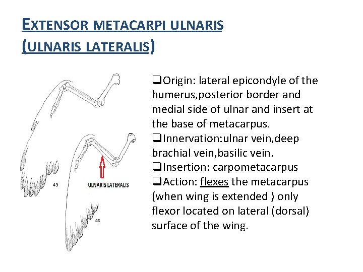 EXTENSOR METACARPI ULNARIS (ULNARIS LATERALIS) q. Origin: lateral epicondyle of the humerus, posterior border