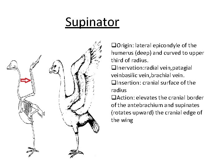 Supinator q. Origin: lateral epicondyle of the humerus (deep) and curved to upper third