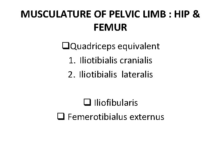 MUSCULATURE OF PELVIC LIMB : HIP & FEMUR q. Quadriceps equivalent 1. Iliotibialis cranialis