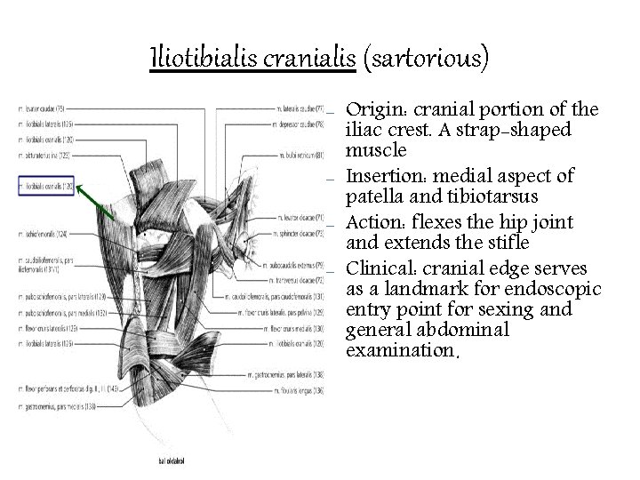 Iliotibialis cranialis (sartorious) – – Origin: cranial portion of the iliac crest. A strap-shaped