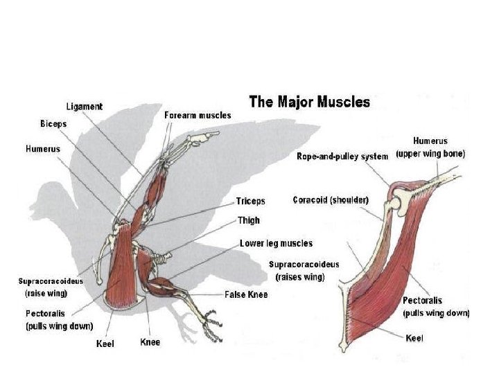 AVIAN MUSCLE 
