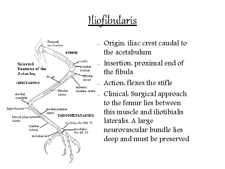 Iliofibularis – – Origin: iliac crest caudal to the acetabulum Insertion: proximal end of