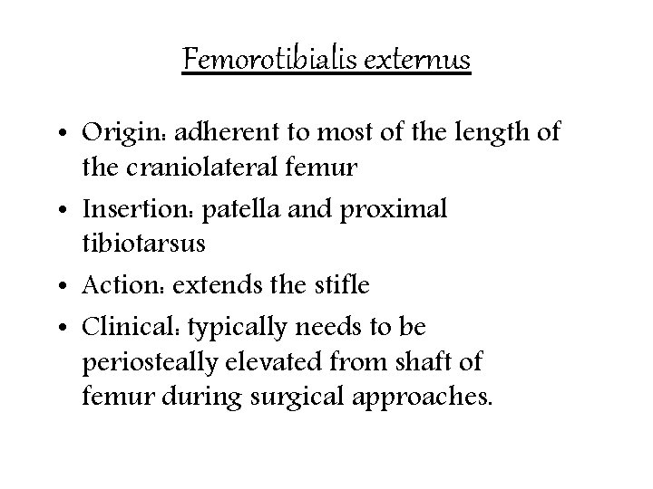 Femorotibialis externus • Origin: adherent to most of the length of the craniolateral femur