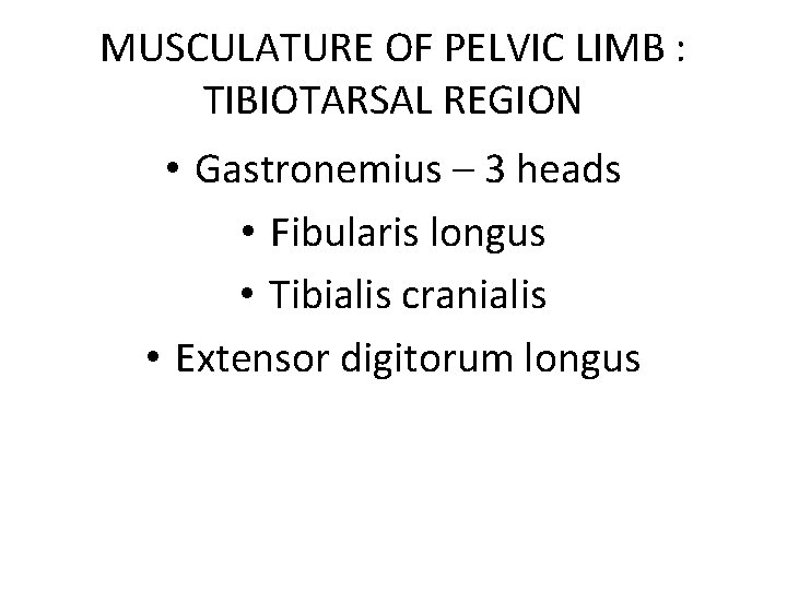 MUSCULATURE OF PELVIC LIMB : TIBIOTARSAL REGION • Gastronemius – 3 heads • Fibularis