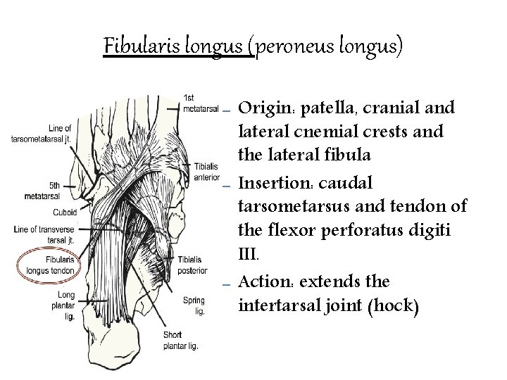 Fibularis longus (peroneus longus) – – – Origin: patella, cranial and lateral cnemial crests