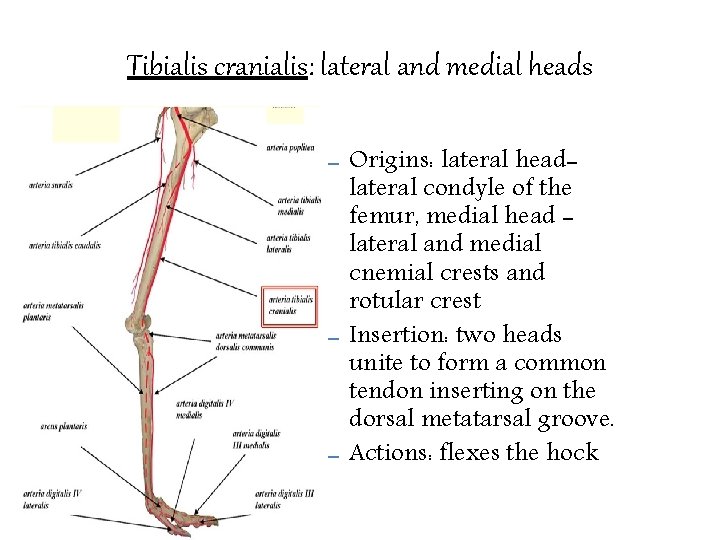 Tibialis cranialis: lateral and medial heads – – – Origins: lateral headlateral condyle of