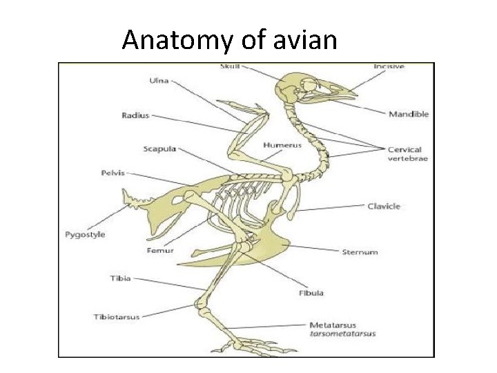 Anatomy of avian 