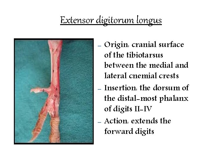 Extensor digitorum longus – – – Origin: cranial surface of the tibiotarsus between the
