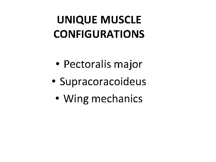 UNIQUE MUSCLE CONFIGURATIONS • Pectoralis major • Supracoideus • Wing mechanics 
