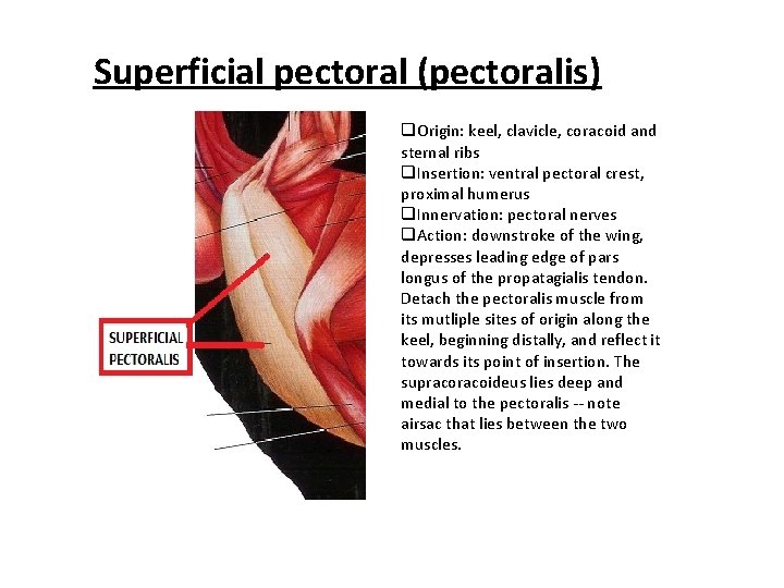 Superficial pectoral (pectoralis) q. Origin: keel, clavicle, coracoid and sternal ribs q. Insertion: ventral