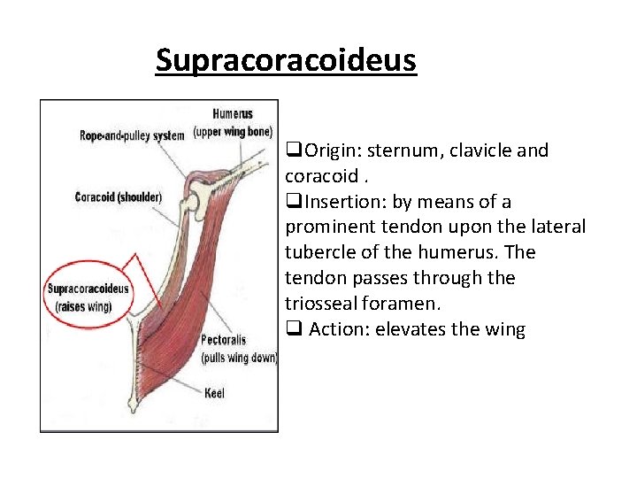 Supracoideus q. Origin: sternum, clavicle and coracoid. q. Insertion: by means of a prominent