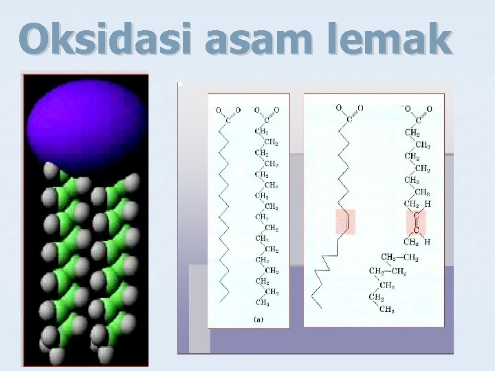 Oksidasi asam lemak 