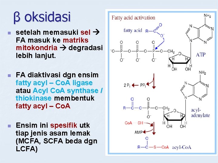 β oksidasi n setelah memasuki sel FA masuk ke matriks mitokondria degradasi lebih lanjut.