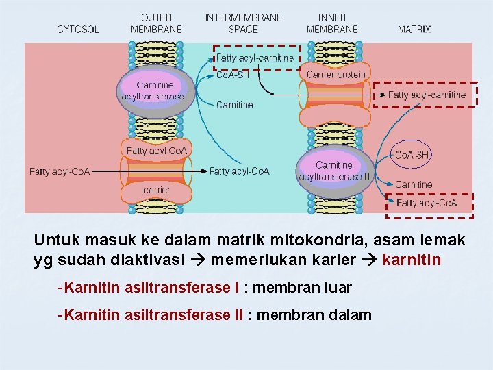 Untuk masuk ke dalam matrik mitokondria, asam lemak yg sudah diaktivasi memerlukan karier karnitin