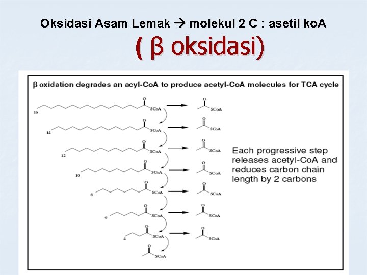 Oksidasi Asam Lemak molekul 2 C : asetil ko. A ( β oksidasi) 
