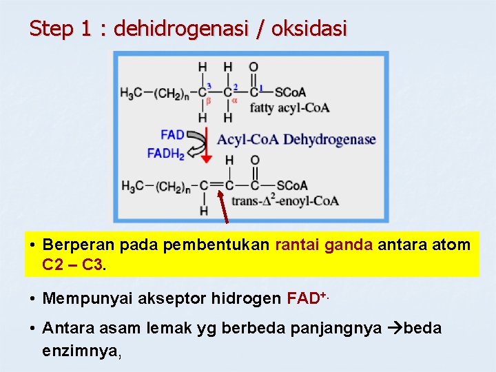 Step 1 : dehidrogenasi / oksidasi • Berperan pada pembentukan rantai ganda antara atom