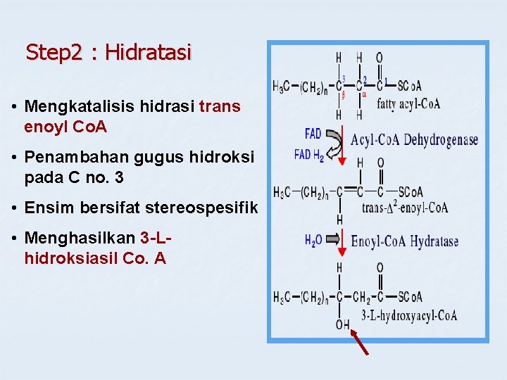 Step 2 : Hidratasi • Mengkatalisis hidrasi trans enoyl Co. A • Penambahan gugus