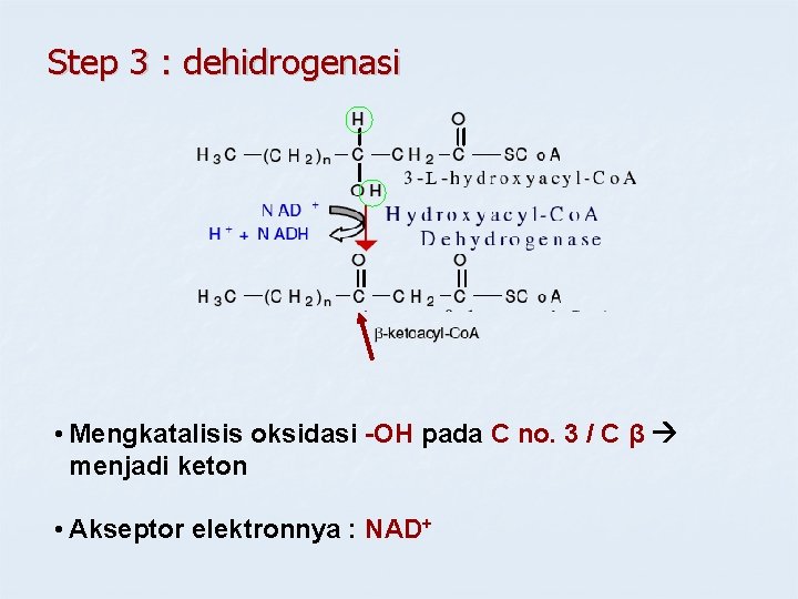 Step 3 : dehidrogenasi • Mengkatalisis oksidasi -OH pada C no. 3 / C