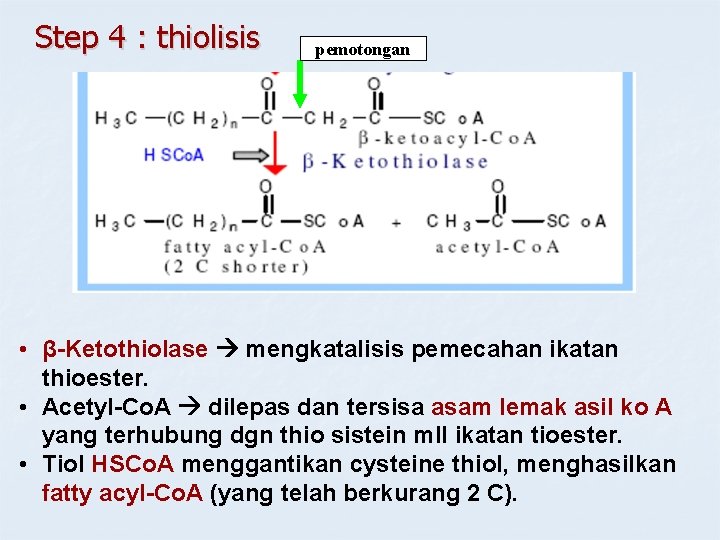 Step 4 : thiolisis pemotongan • β-Ketothiolase mengkatalisis pemecahan ikatan thioester. • Acetyl-Co. A