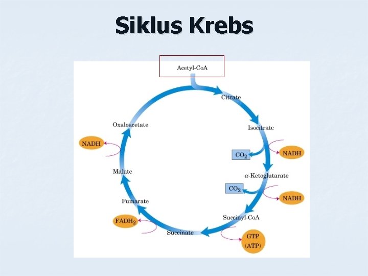 Siklus Krebs 