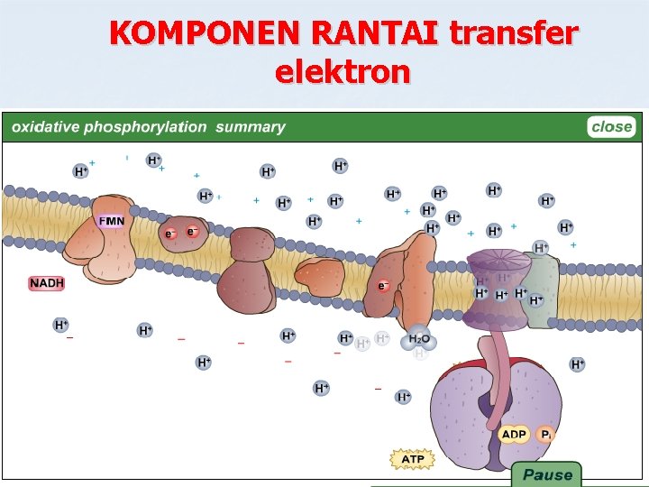 KOMPONEN RANTAI transfer elektron 