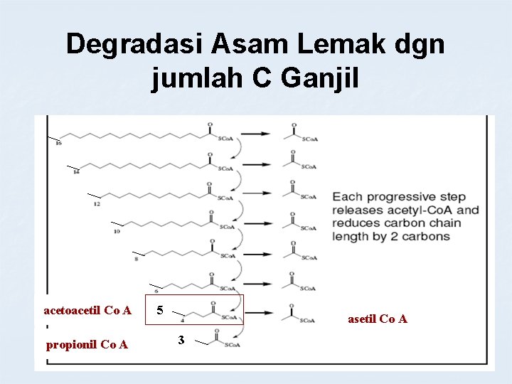 Degradasi Asam Lemak dgn jumlah C Ganjil acetoacetil Co A propionil Co A 5