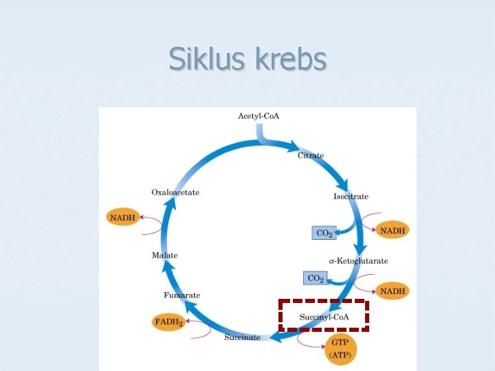 Siklus krebs 