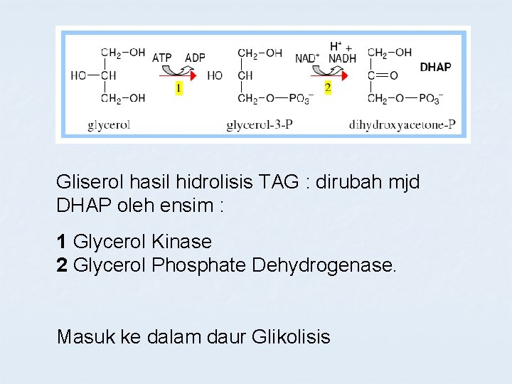 Gliserol hasil hidrolisis TAG : dirubah mjd DHAP oleh ensim : 1 Glycerol Kinase