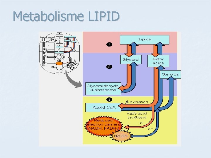 Metabolisme LIPID 