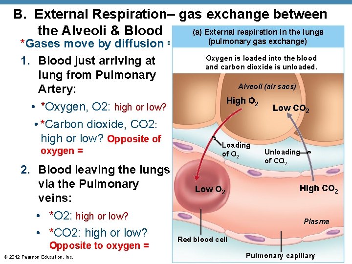 B. External Respiration– gas exchange between (a) External respiration in the lungs the Alveoli