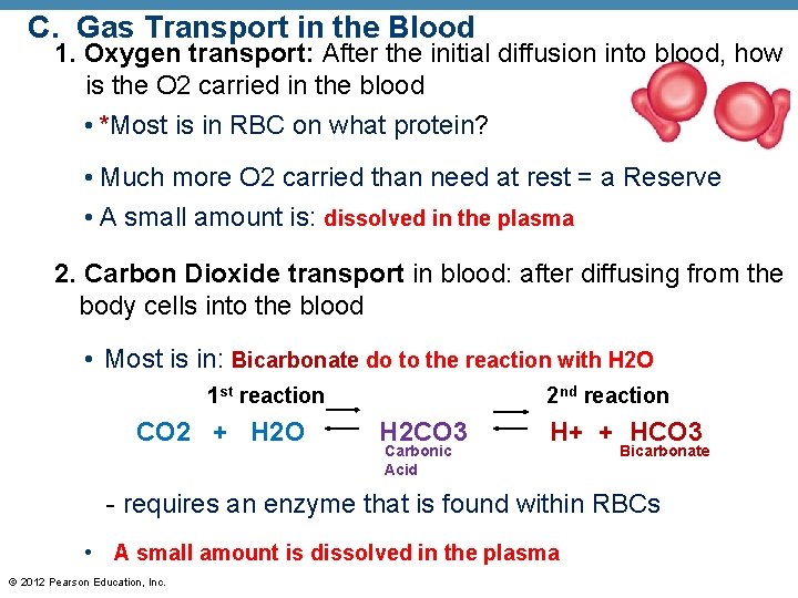 C. Gas Transport in the Blood 1. Oxygen transport: After the initial diffusion into