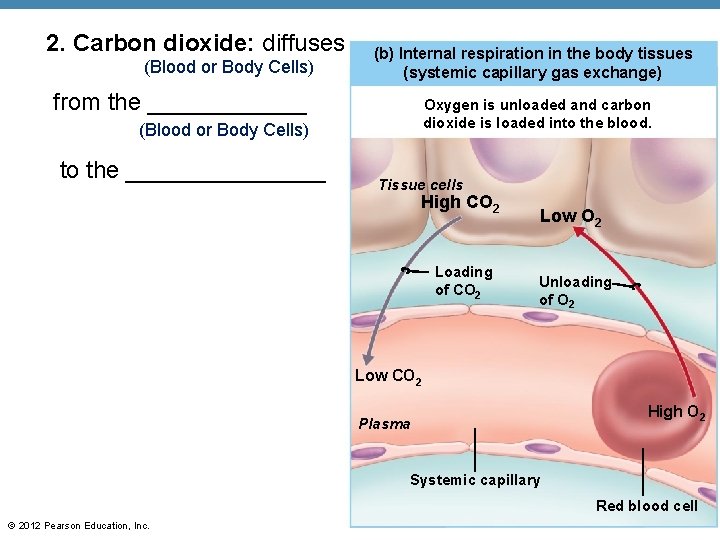 2. Carbon dioxide: diffuses (Blood or Body Cells) (b) Internal respiration in the body