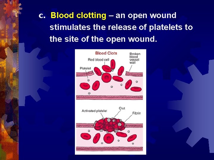c. Blood clotting – an open wound stimulates the release of platelets to the