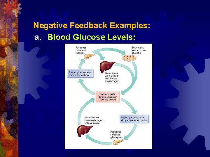 Negative Feedback Examples: a. Blood Glucose Levels: 