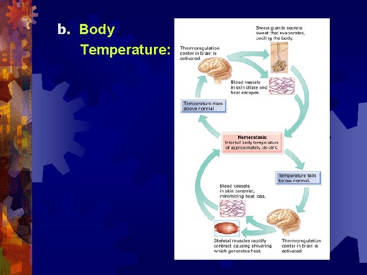 b. Body Temperature: 