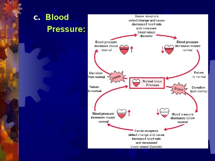 c. Blood Pressure: 