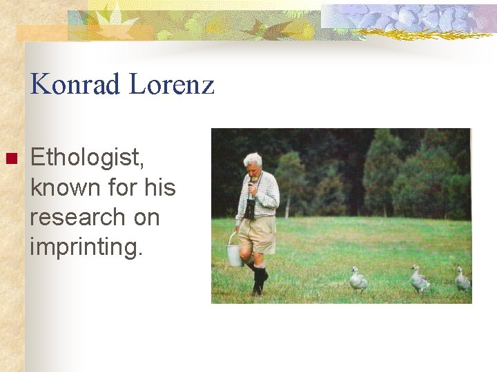 Konrad Lorenz n Ethologist, known for his research on imprinting. 