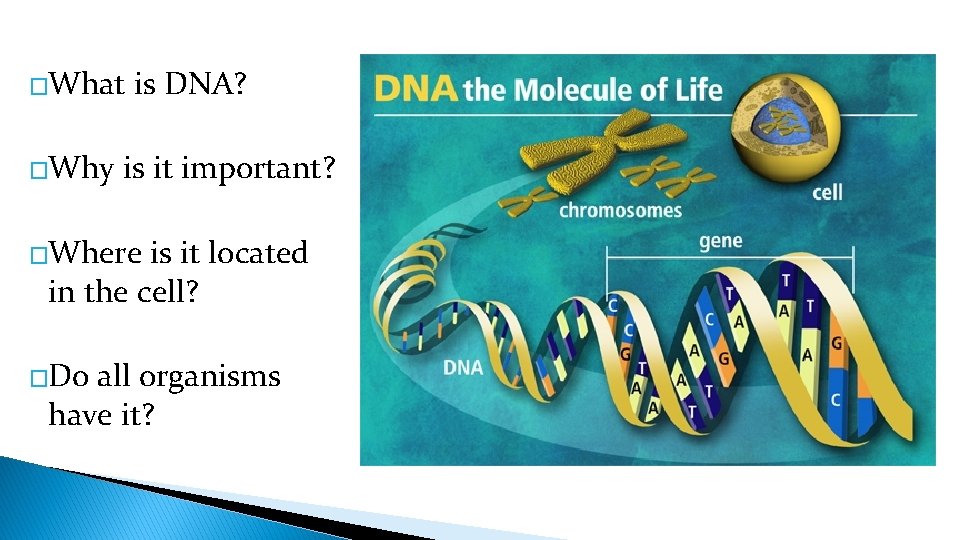 �What �Why is DNA? is it important? �Where is it located in the cell?